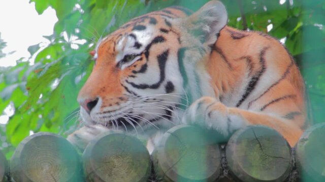 Closeup shot of a beautiful tiger (Panthera tigris) resting in a park in Uk. The tiger is the largest species among the Felidae and classified in the genus Panthera.
