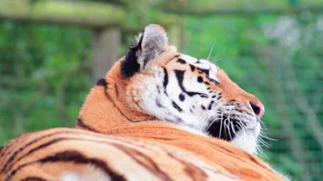Closeup shot of a beautiful tiger (Panthera tigris) resting in a park in Uk. The tiger is the largest species among the Felidae and classified in the genus Panthera.