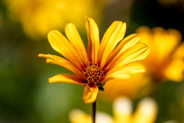 黄色の花のアップ