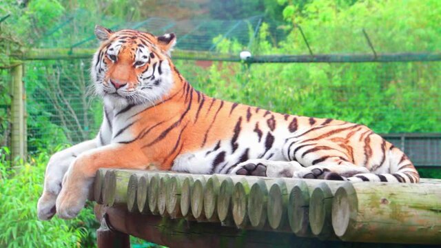 A beautiful tiger (Panthera tigris) resting in a park in Uk. The tiger is the largest species among the Felidae and classified in the genus Panthera.