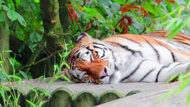 Closeup shot of a beautiful tiger (Panthera tigris) resting in a park in Uk. The tiger is the largest species among the Felidae and classified in the genus Panthera.