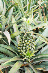 Fototapeta premium Pineapple fruit on the plantation farm