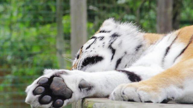 Closeup shot of a beautiful tiger (Panthera tigris) resting in a park in Uk. The tiger is the largest species among the Felidae and classified in the genus Panthera.