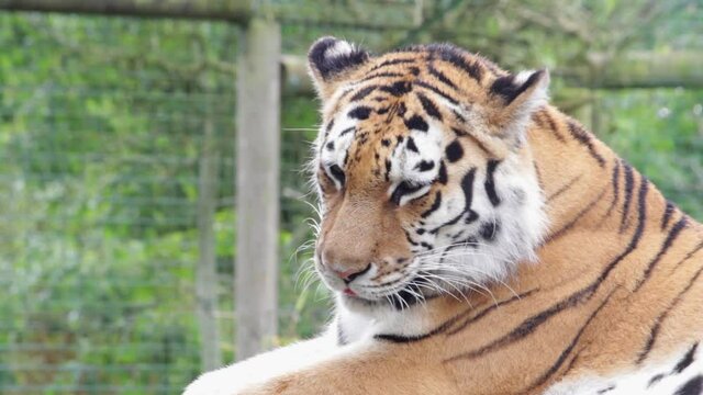 Closeup shot of a beautiful tiger (Panthera tigris) resting in a park in Uk. The tiger is the largest species among the Felidae and classified in the genus Panthera.