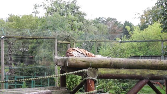 A beautiful tiger (Panthera tigris) resting in a park in Uk. The tiger is the largest species among the Felidae and classified in the genus Panthera.