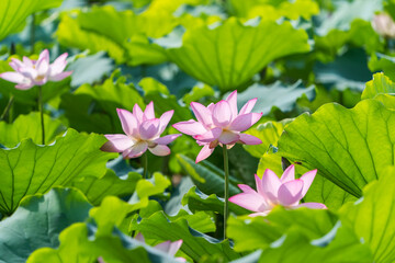 lotus flower blooming in summer pond with green leaves as background