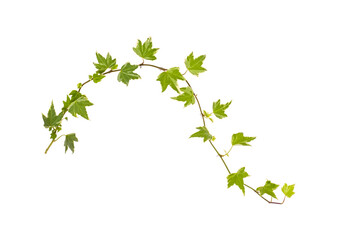ivy isolated on a white background.