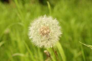 Diente de león en macro posado entre el césped en el jardín en una tarde de verano