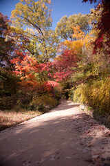 Naklejka premium The beautiful colorful autumn forest.