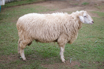 Sheeps in a meadow on green grass