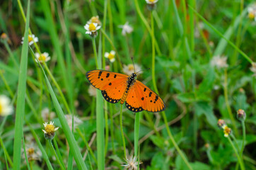 Butterfly and flower (Common Tiger)