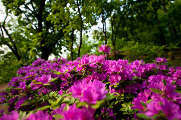 Beautiful Azalea flower's stamen.Blossoming in the park.