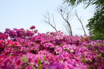 Beautiful Azalea flower's stamen.Blossoming in the park.