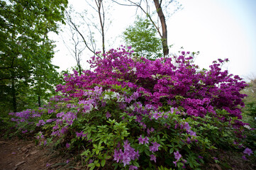 Obraz premium Beautiful Azalea flower's stamen.Blossoming in the park.