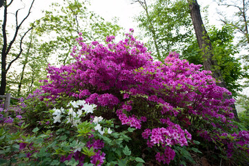 Fototapeta premium Beautiful Azalea flower's stamen.Blossoming in the park.