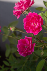 Tr&iacute;o de rosas