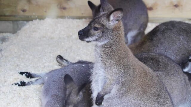 A red-necked wallaby or Bennett's wallaby (Macropus rufogriseus) in a wildlife park in Uk. Wallabies are mid-sized marsupials/pouched mammals. The macropod is native to Australia and Tasmania.