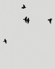 birds