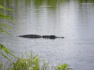 alligator in a pond