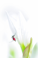 人間の血を吸った直後の蚊 ヒトスジシマカ クロースアップ イメージ