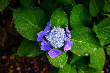 紫陽花