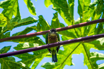 White cheeked barbet