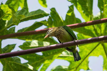 White cheeked barbet