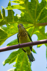 White cheeked barbet
