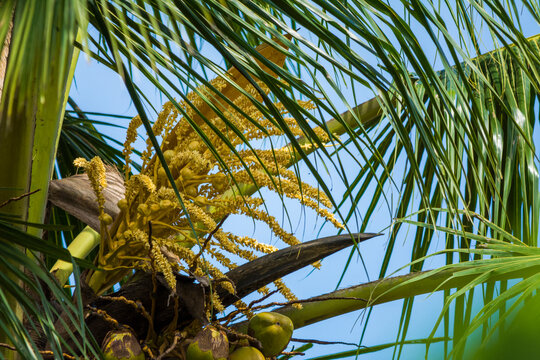coconut tree flower