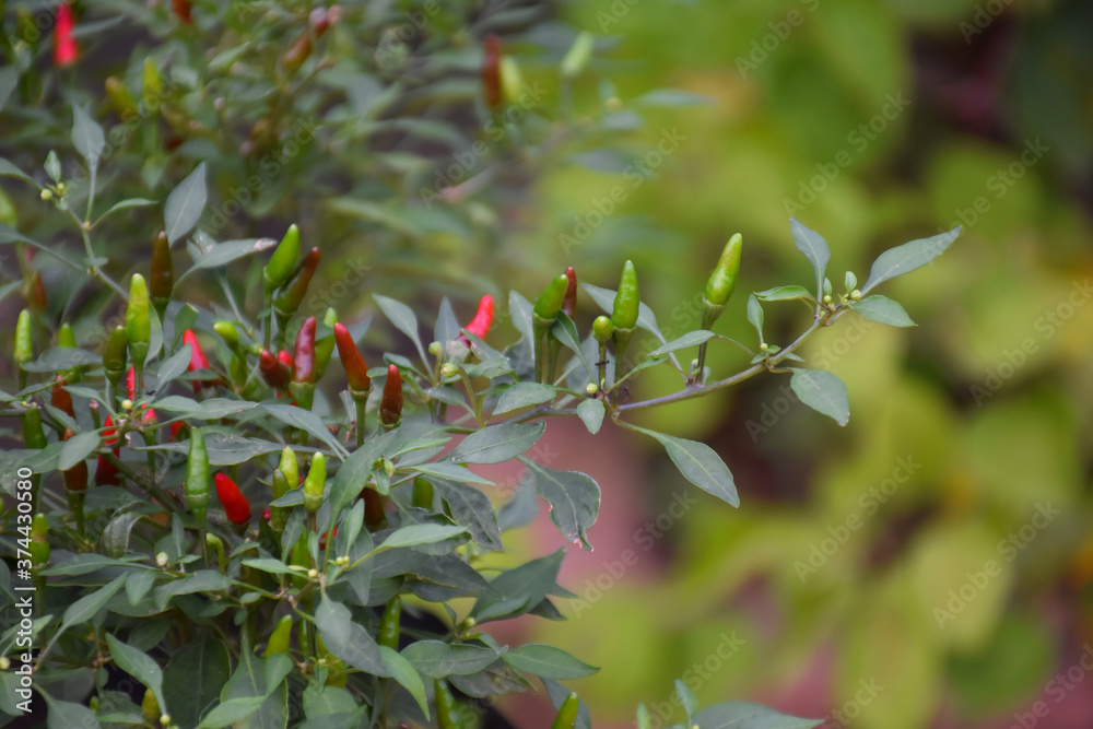 Wall mural Capsicum annuum 'Bird's Eye'