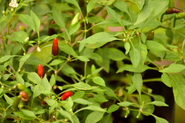 Capsicum annuum 'Bird's Eye'