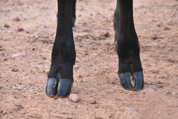 Calf's hooves 