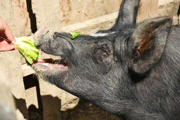 A close up image of a young domestic pig being hand fed a piece of lettuce. 