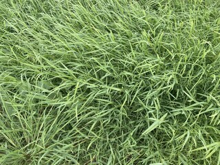 green grass in nature garden