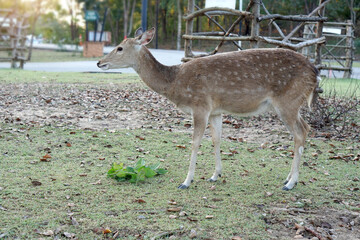 Asian deer on the grass, green tree background, sunset light