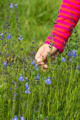 Child hand taking flowers in a grassy field