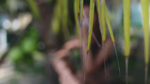 Closeup palm, sand beach: woman sitting at coconat tree with tropical flower in hands. Thailand's paradise resort of Koh Phangan Island. Epic nature with relaxing girl. Cinematic focus shot in 4k, UHD