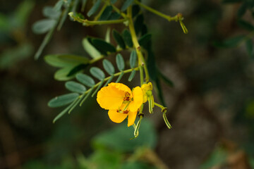 A tiny yellow flower close up