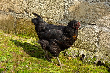 a black hen walking