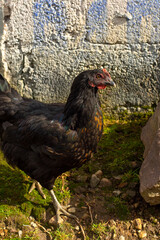 Portrait of a black hen walking