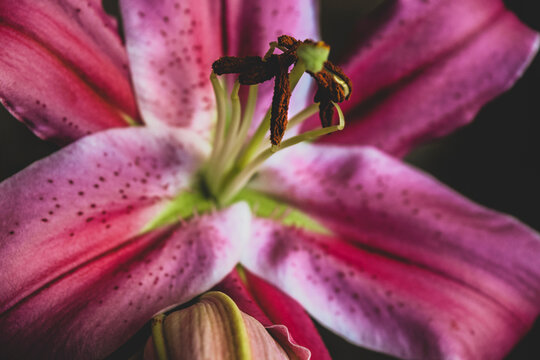Flower of the Lily pink - Flora - Natural - Sun - Reflections - Plant.