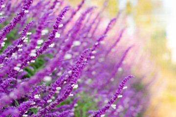Beautiful purple salvia flower close up