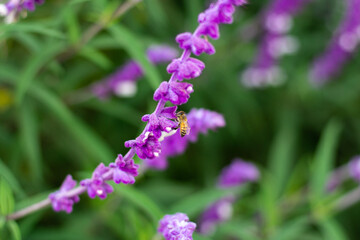 Beautiful purple salvia flower close up