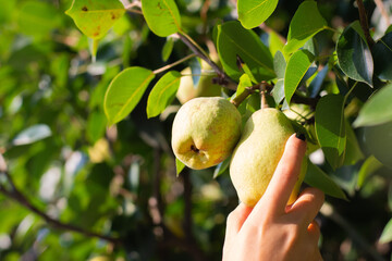 person hand takes a pear from a tree