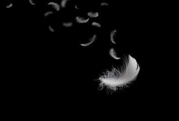 Feather abstract freedom concept. Light fluffy a white feathers floating in the dark. Black background.