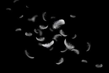 Feather abstract freedom concept. Group of light fluffy a white feathers floating in the dark. Black background.