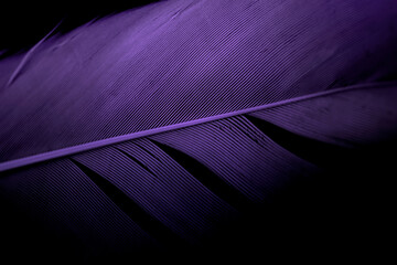 Abstract, Beautiful feather shape, Macro photo of purple dark feather texture line on black...