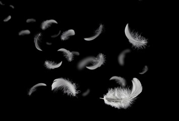 Feather abstract freedom concept. Group of light fluffy a white feathers floating in the dark....