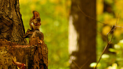 Squirrel in Autumn