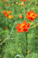 赤い花 コスモス